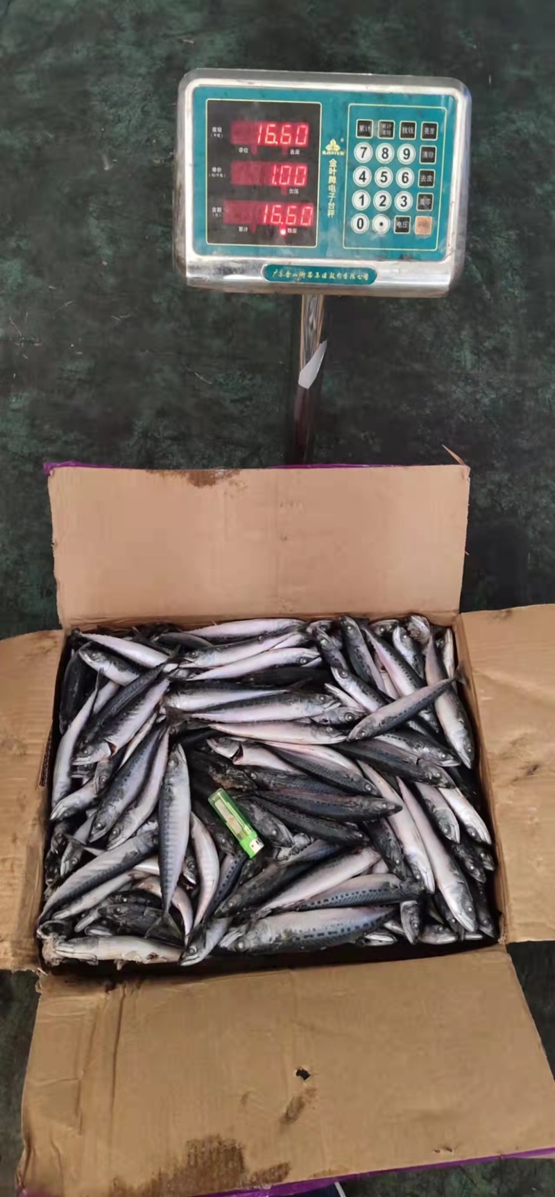 北太青鱼40-80g120-200g