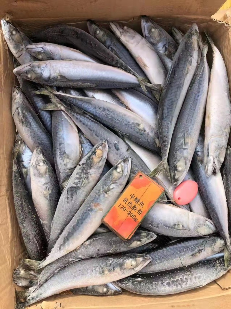 北太青鱼40-80g120-200g