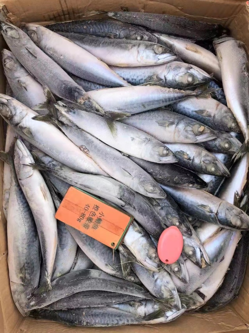 北太青鱼40-80g120-200g