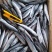 北太青鱼40-80g120-200g
