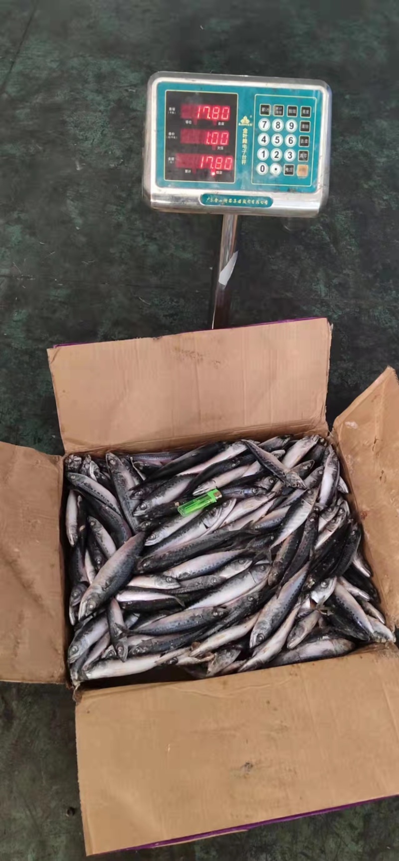 北太青鱼40-80g120-200g