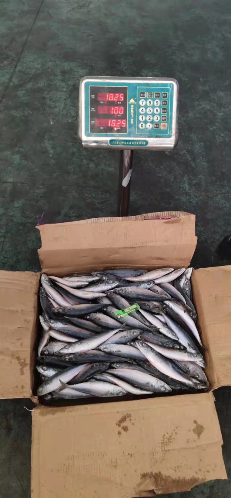 北太青鱼40-80g120-200g