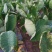 芋头，香芋，粉芋，广西荔浦香芋，荔浦芋头，荔浦粉芋