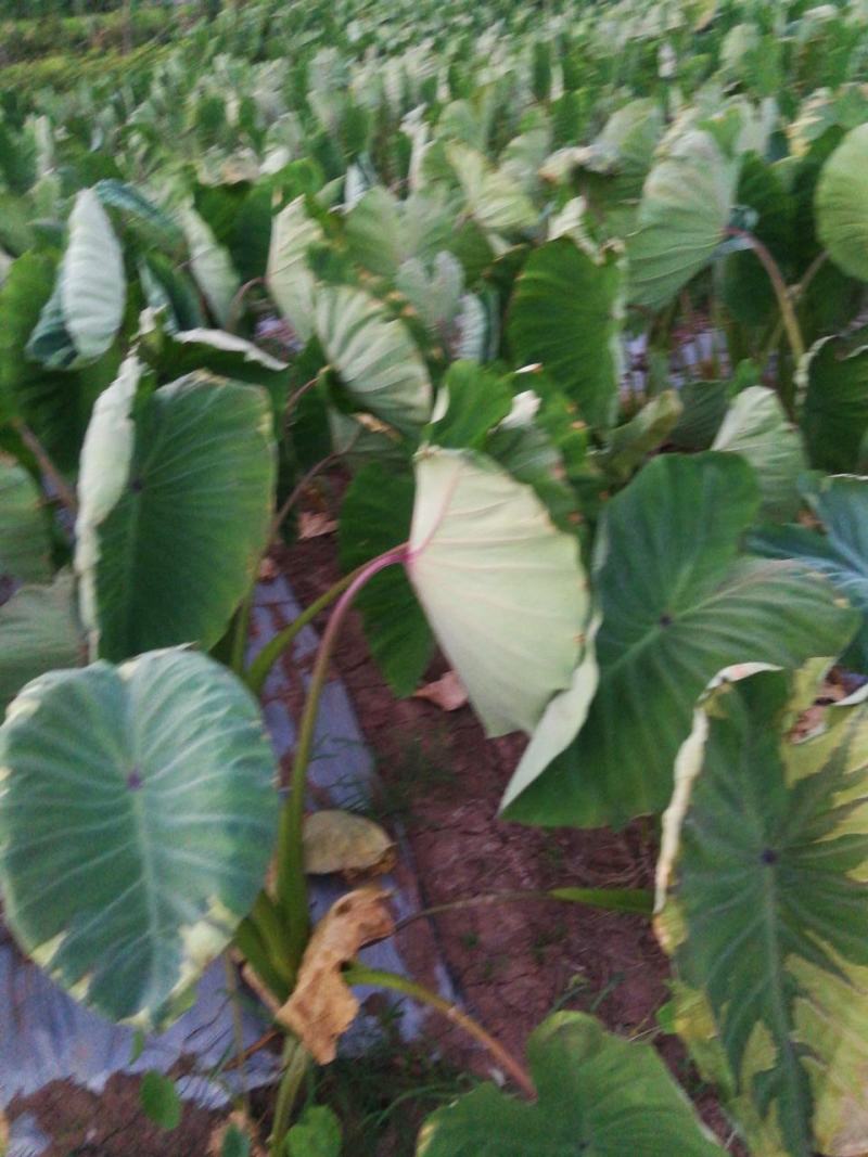 芋头，香芋，粉芋，广西荔浦香芋，荔浦芋头，荔浦粉芋