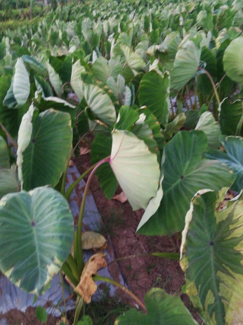 芋头，香芋，粉芋，广西荔浦香芋，荔浦芋头，荔浦粉芋