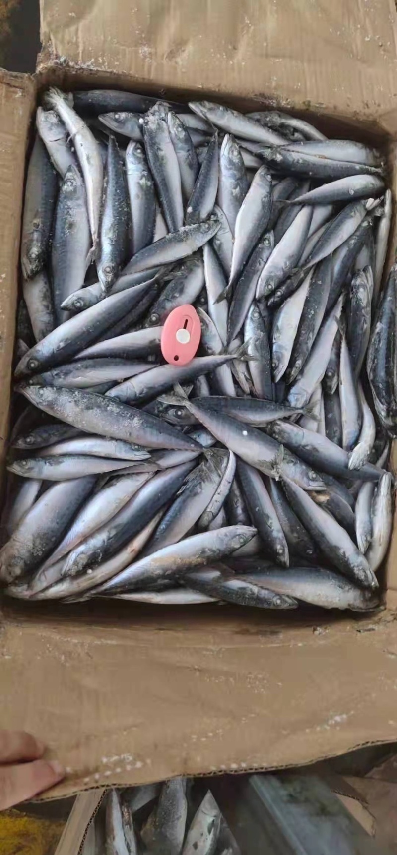 北太青鱼40-80g120-200g