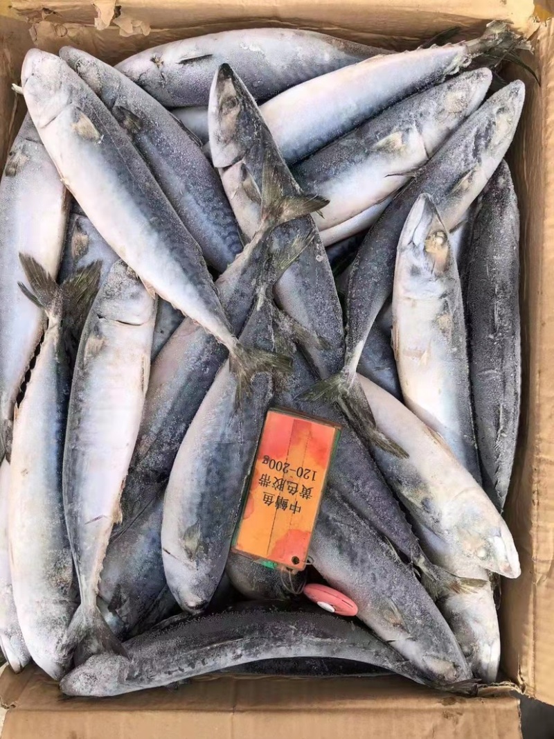 北太青鱼40-80g120-200g