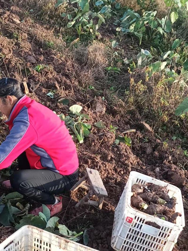 芋头，香芋，粉芋，广西荔浦香芋，荔浦芋头，荔浦粉芋
