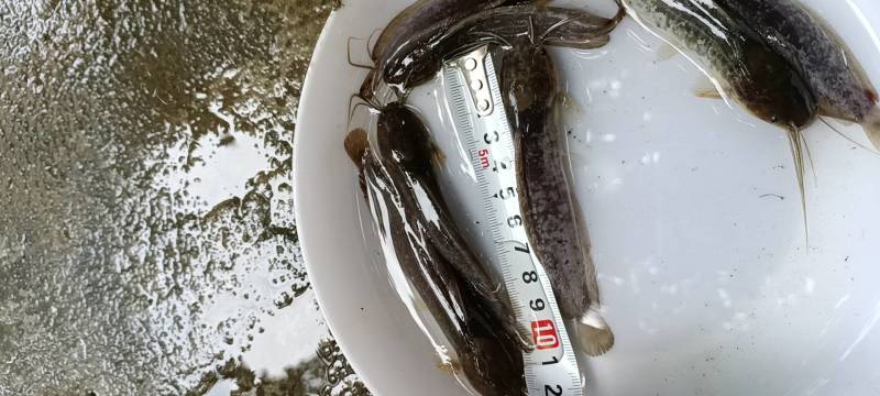 【鱼苗】本地塘鲺，又称塘角鱼，胡子鲶，免费技术指导