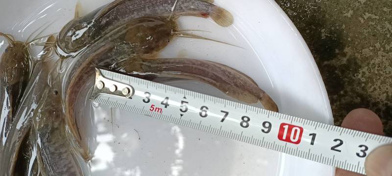 【鱼苗】本地塘鲺，又称塘角鱼，胡子鲶，免费技术指导