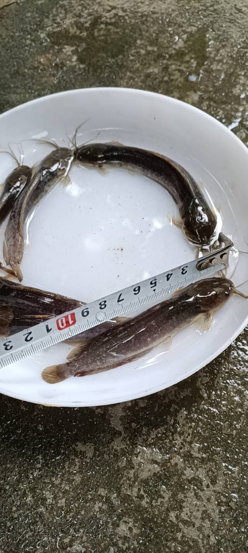 【鱼苗】本地塘鲺，又称塘角鱼，胡子鲶，免费技术指导