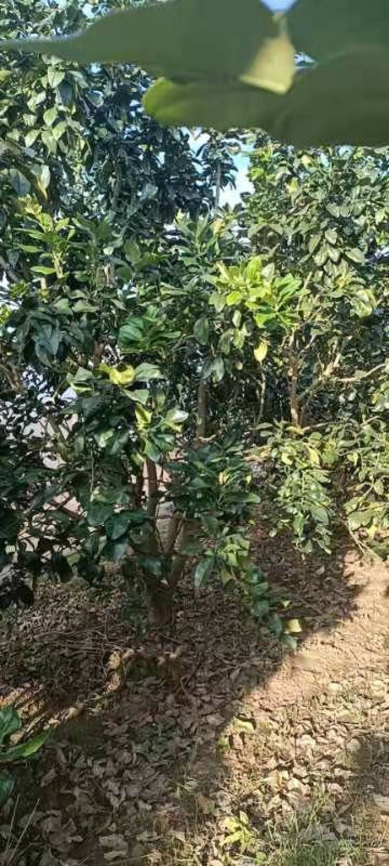 本地果园种植绿化苗木三红柚沙田柚官奚柚子树