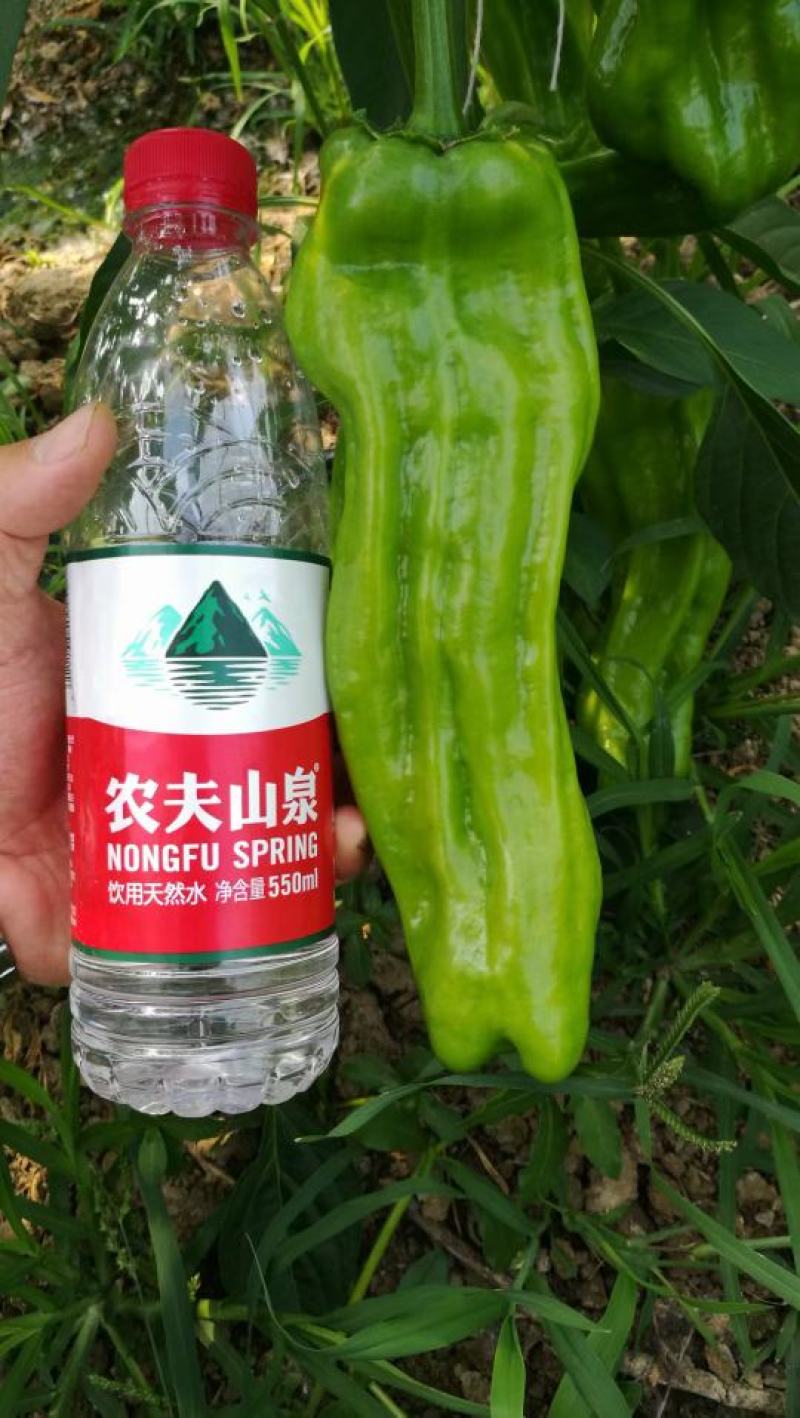 辣椒苗薄皮椒苗大果型苗子粗壮十叶一心成活率98以上包运费