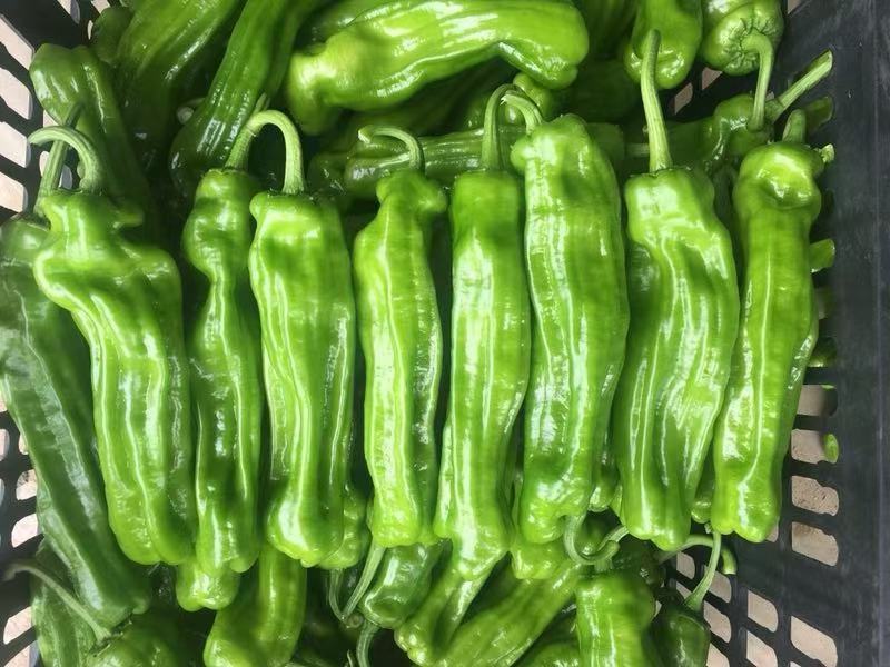 辣椒苗薄皮椒苗大果型苗子粗壮十叶一心成活率98以上包运费