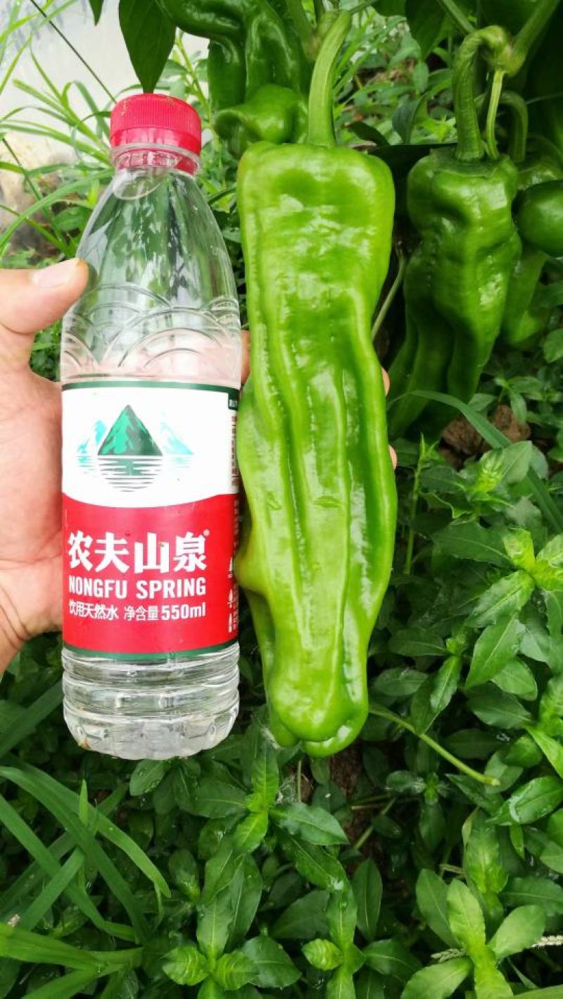 辣椒苗薄皮椒苗大果型苗子粗壮十叶一心成活率98以上包运费