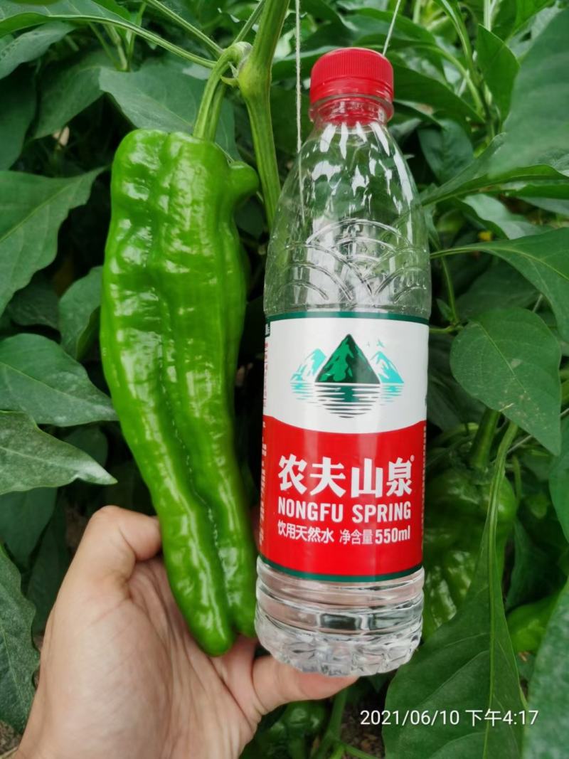 辣椒苗薄皮椒苗大果型苗子粗壮十叶一心成活率98以上包运费