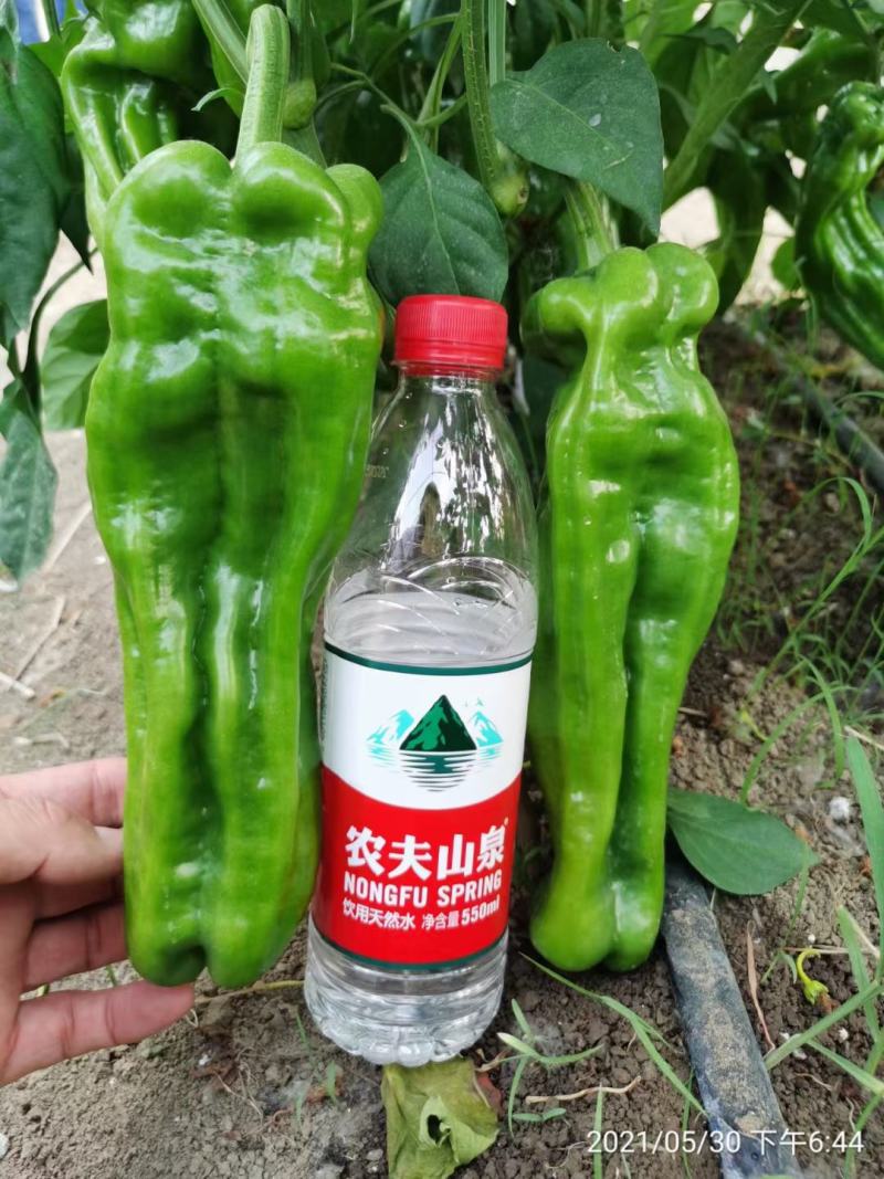 辣椒苗薄皮椒苗大果型苗子粗壮十叶一心成活率98以上包运费