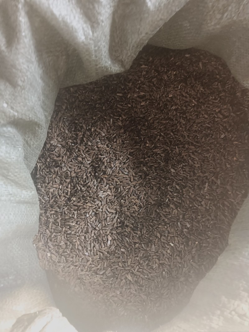 南沙参，泡参种子。