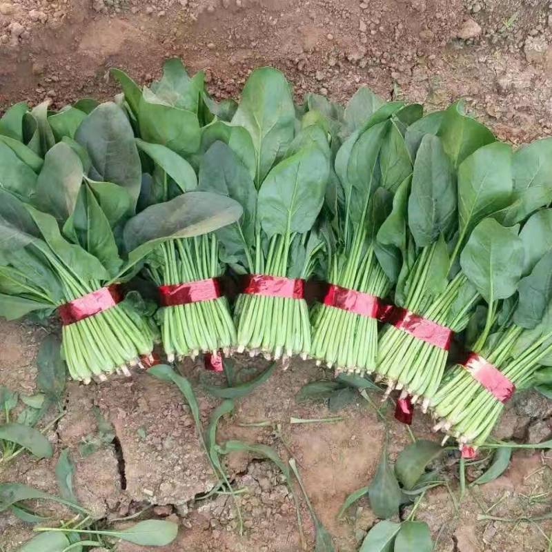 潍坊菠菜，小叶，大叶菠菜，绿油油的质量好