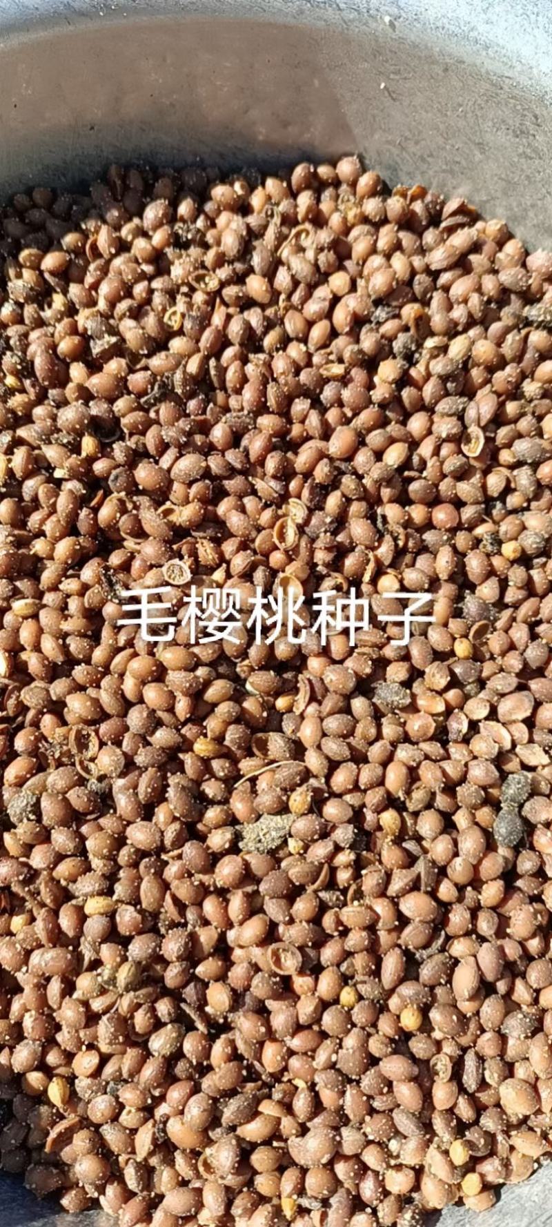 樱桃种子-南洋樱桃辽宁营口供应26年鲜货对接批发零售等