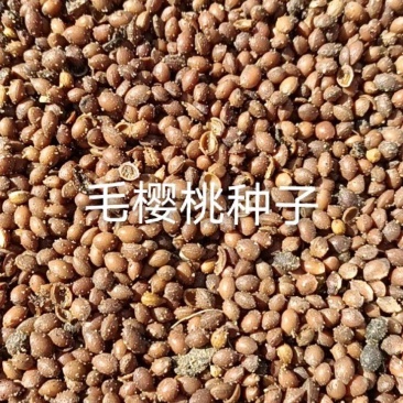 樱桃种子-南洋樱桃辽宁营口供应26年鲜货对接批发零售等