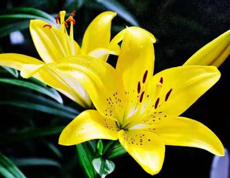 香水百合种球带芽耐寒四季盆栽室内外阳台花卉绿植种子浓香型