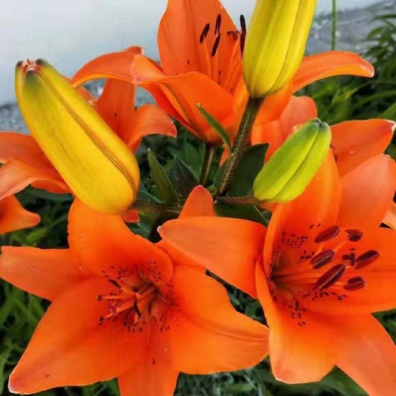 香水百合种球带芽耐寒四季盆栽室内外阳台花卉绿植种子浓香型