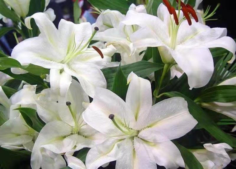 香水百合种球带芽耐寒四季盆栽室内外阳台花卉绿植种子浓香型