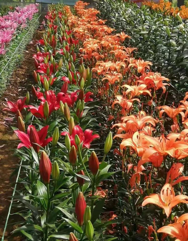香水百合种球带芽耐寒四季盆栽室内外阳台花卉绿植种子浓香型