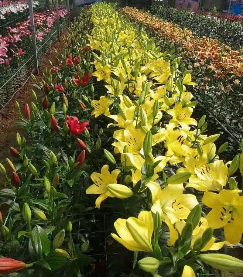 香水百合种球带芽耐寒四季盆栽室内外阳台花卉绿植种子浓香型