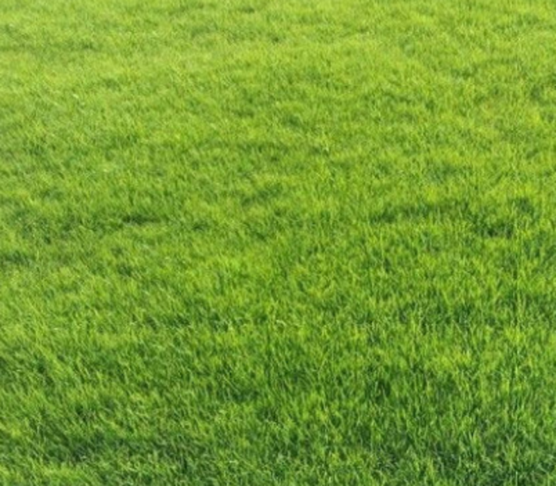 早熟禾种子草坪庭院球场草坪种子护坡绿化草种