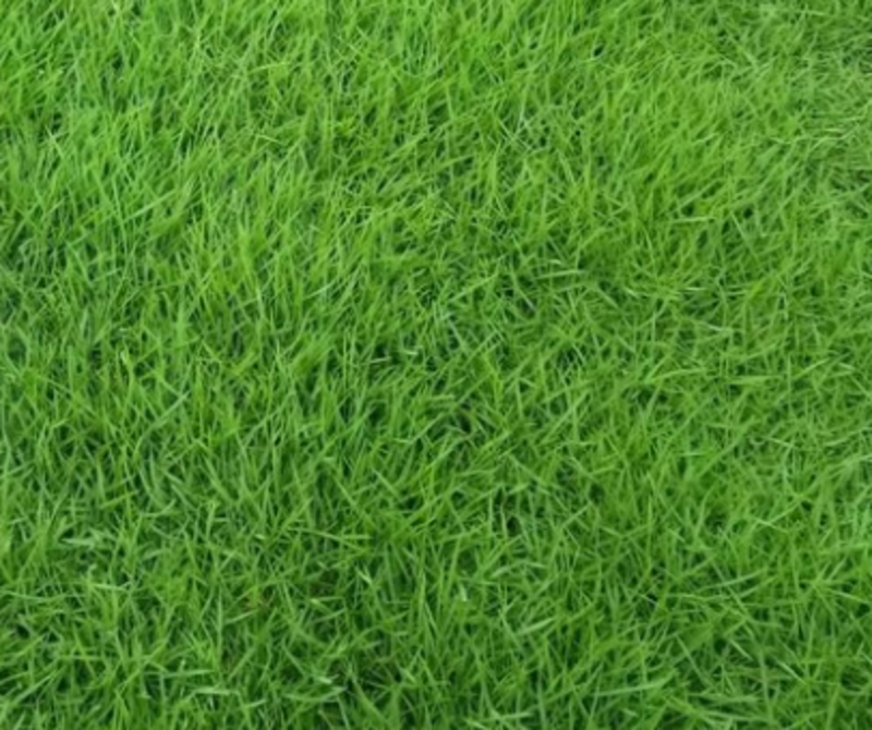 早熟禾种子草坪庭院球场草坪种子护坡绿化草种