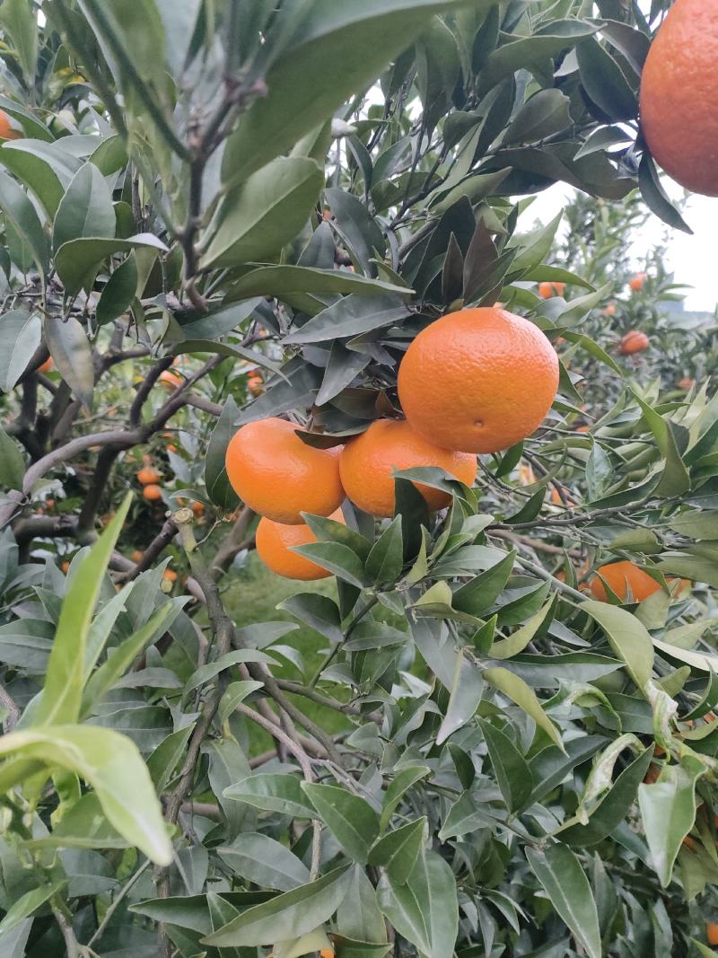 出售寿柑又名玫瑰香柑此果用于潮汕地区拜神的果