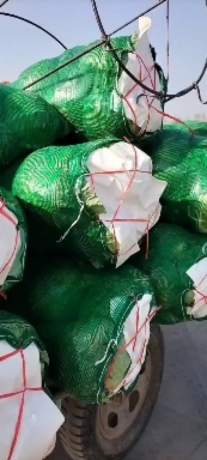 湖北甘蓝包菜奥奇娜扁包菜价格公道新鲜直达
