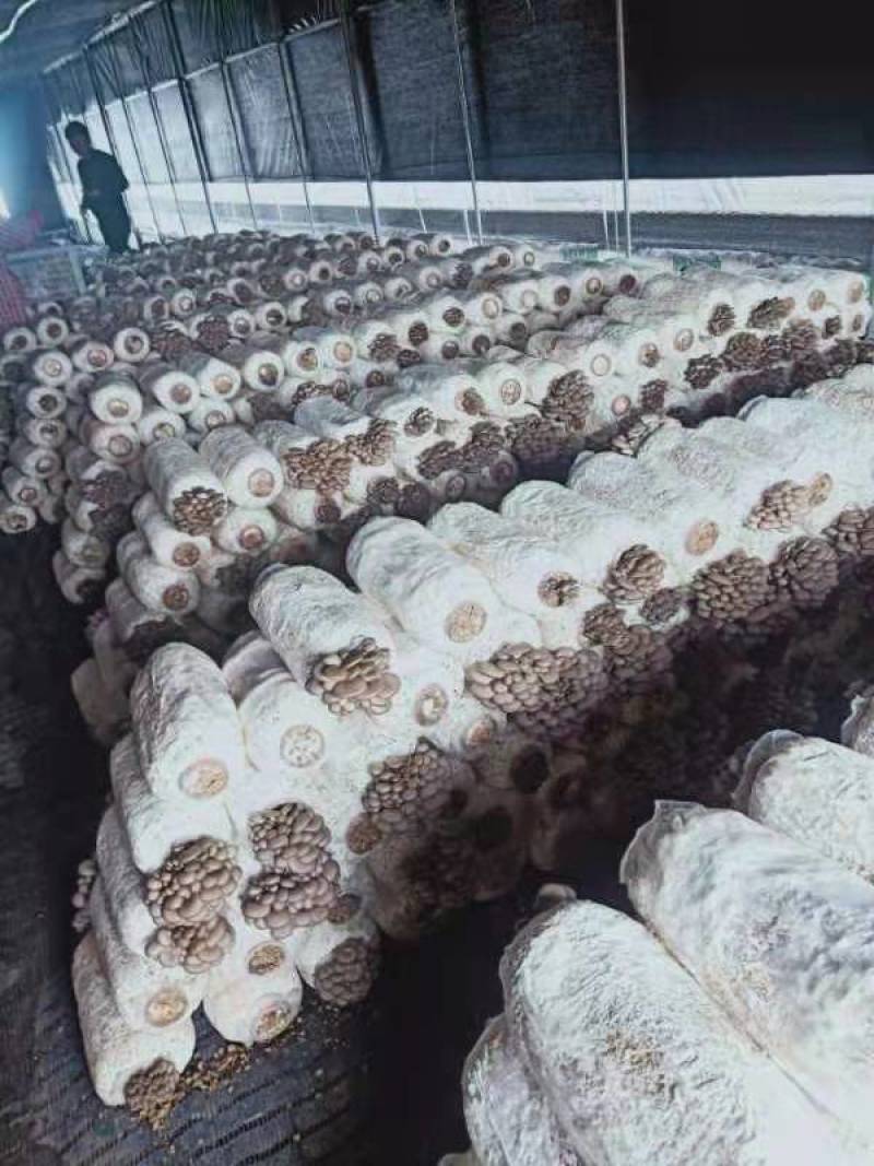 食用菌，贵州林下种植防野生天然种植蘑菇