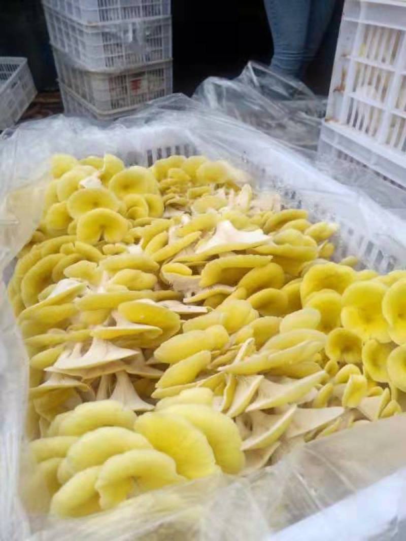 食用菌，贵州林下种植防野生天然种植蘑菇