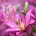 进口百合花种球矮化盆栽百合种球花苞多颜色对版矮化百合花