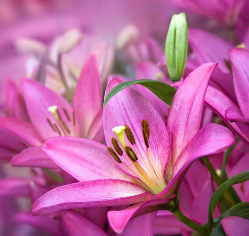 进口百合花种球矮化盆栽百合种球花苞多颜色对版矮化百合花