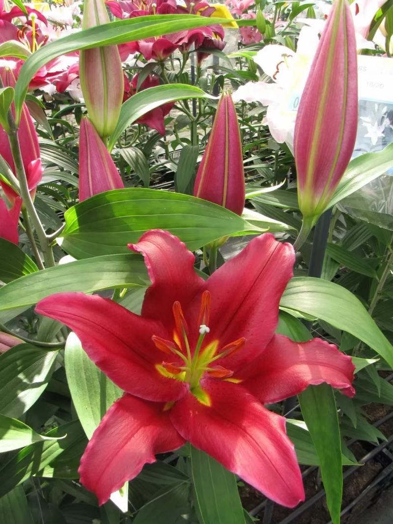 进口百合花种球矮化盆栽百合种球花苞多颜色对版矮化百合花