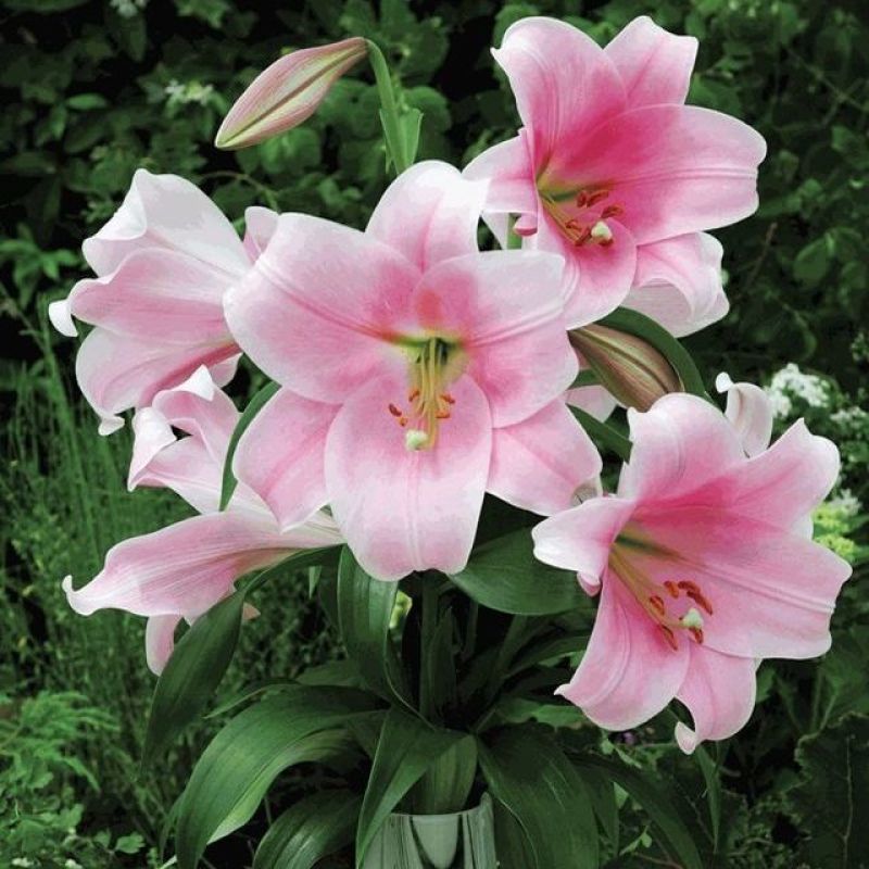 进口百合花种球矮化盆栽百合种球花苞多颜色对版矮化百合花