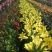 进口百合花种球矮化盆栽百合种球花苞多颜色对版矮化百合花