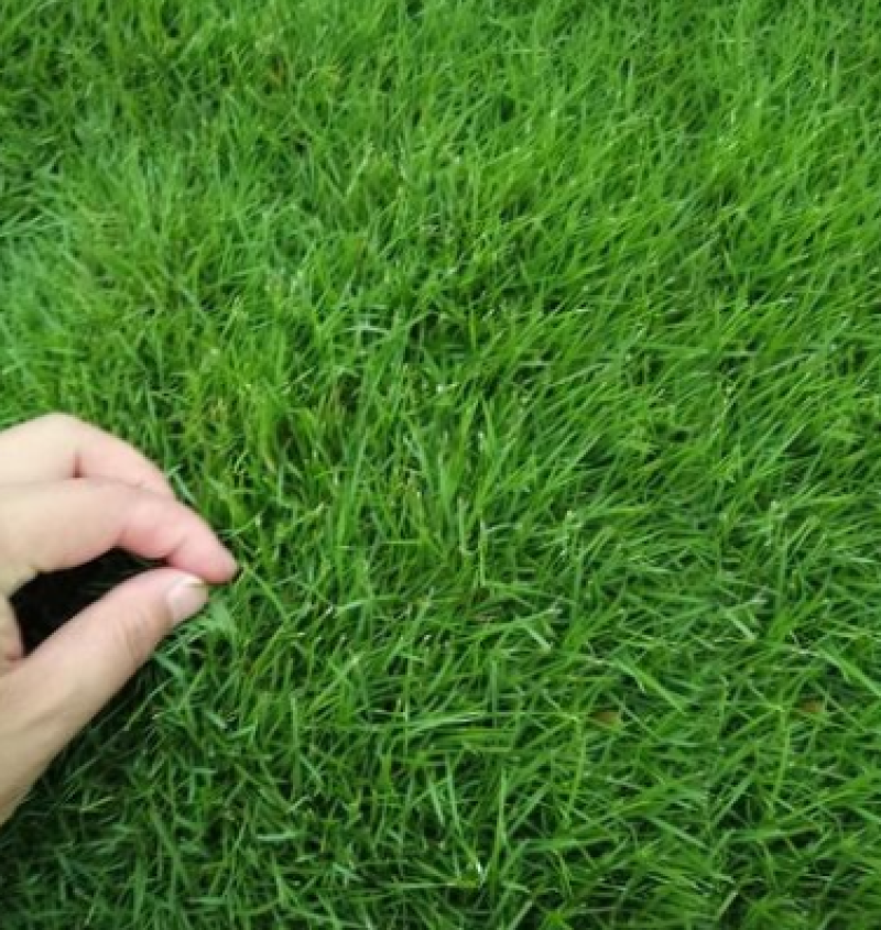 百慕大草种多年生耐寒耐践踏耐旱四季常青