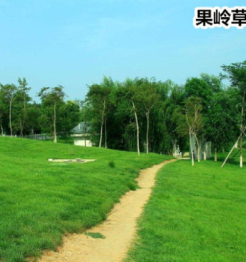 矮生草坪四季青种子高尔夫球场草坪庭院绿化量大优惠