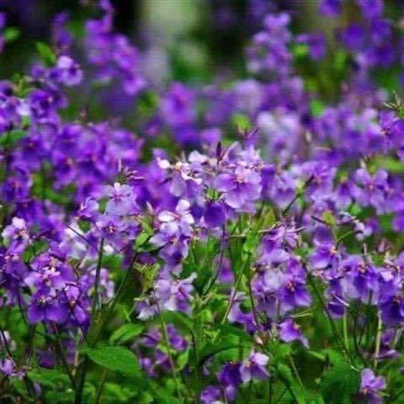 二月兰种子耐寒耐荫花卉种籽绿化景观花卉绿肥种子发芽率高