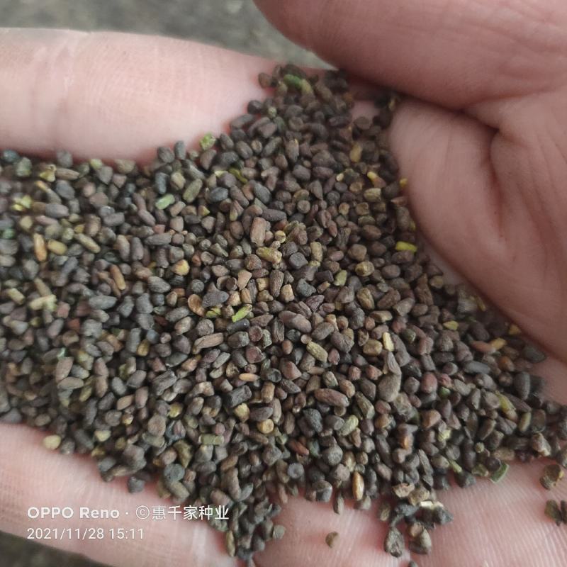 二月兰种子耐寒耐荫花卉种籽绿化景观花卉绿肥种子发芽率高