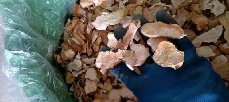 无硫本地土茯苓货源充足产地直发欢迎电话联系
