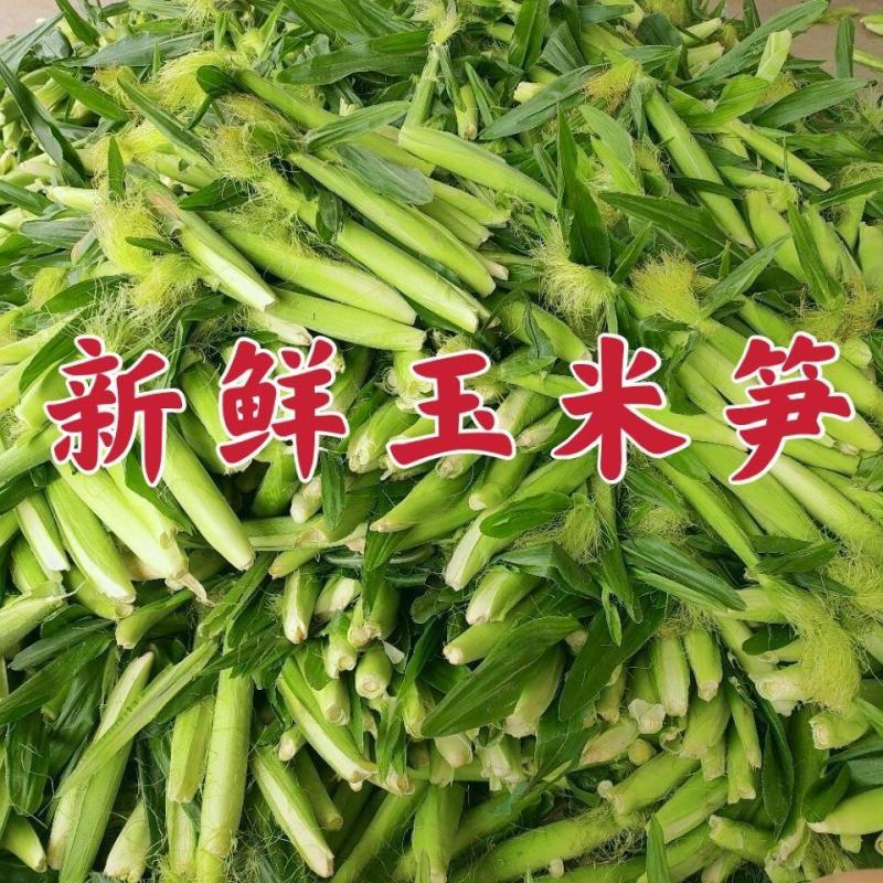 广东徐闻县新鲜甜小玉米笋玉米芯仔嫩玉米现摘现发食材包邮。