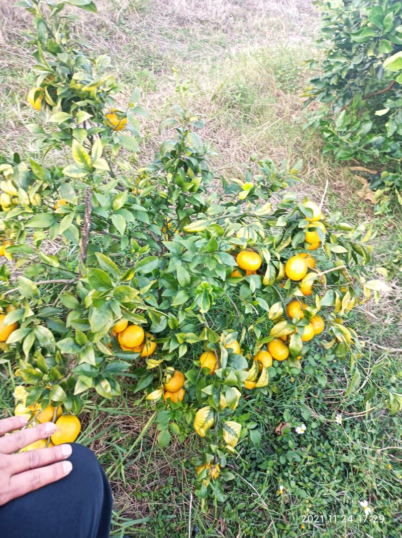 沃柑大量上市