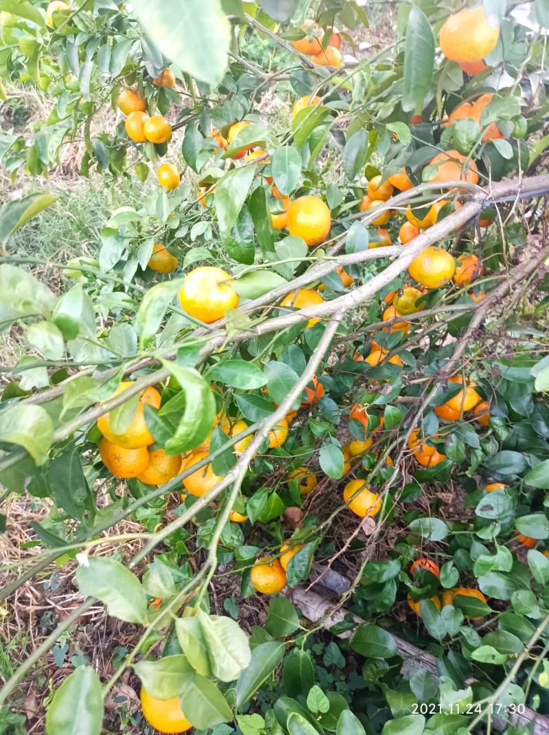 砂糖橘大量上市