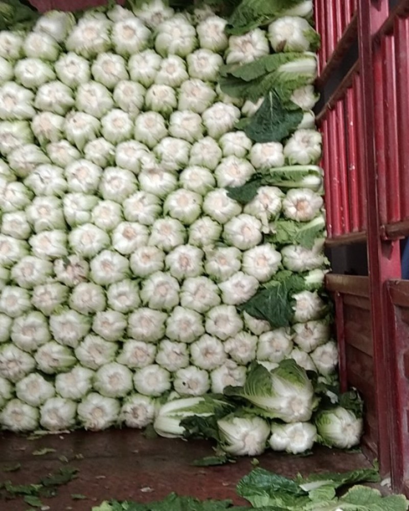 白菜
